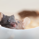 Foto: Igor Stramyk / Shutterstock
